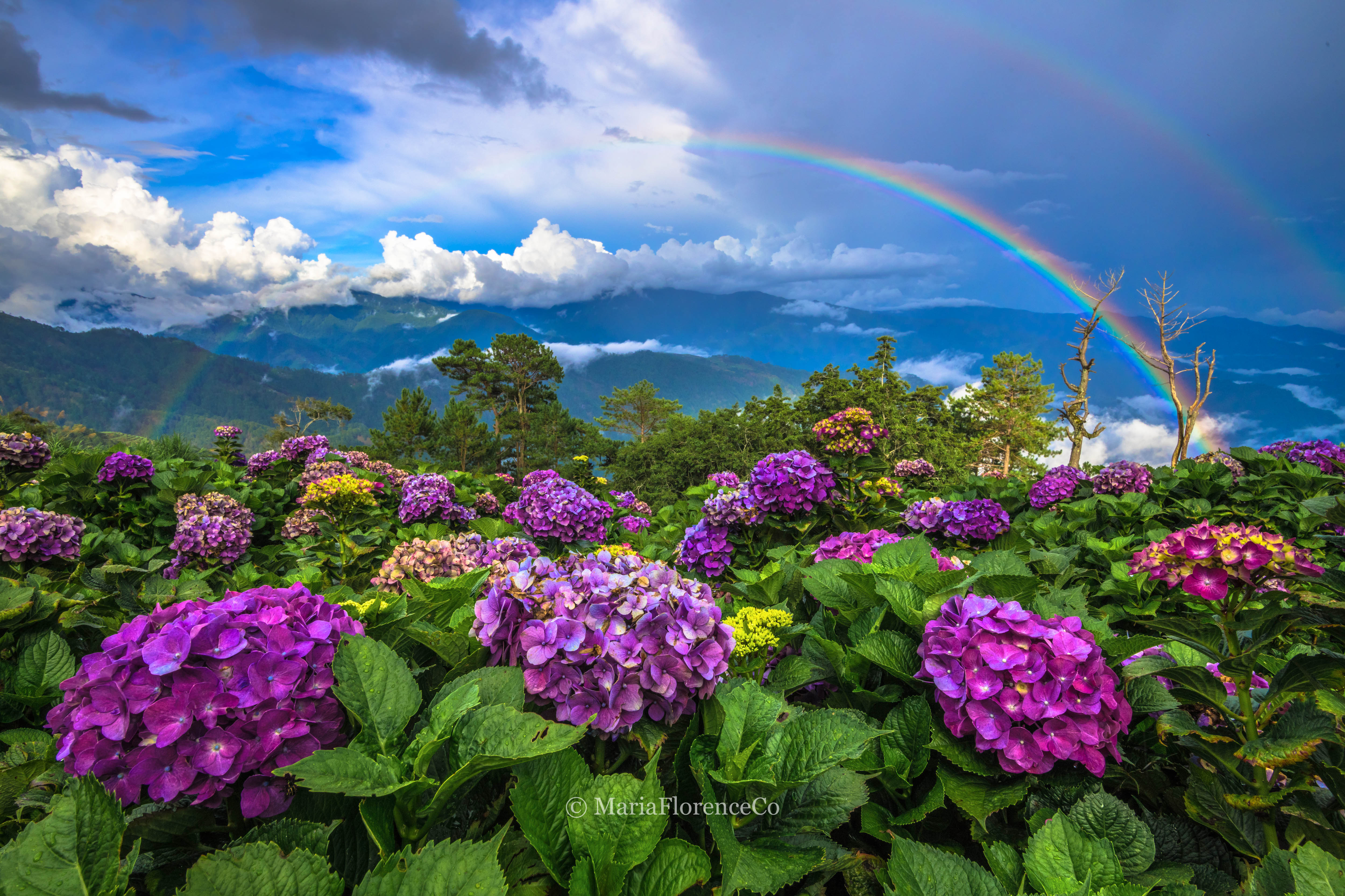 NORTHERN BLOSSOM FLOWER FARM - Image 1