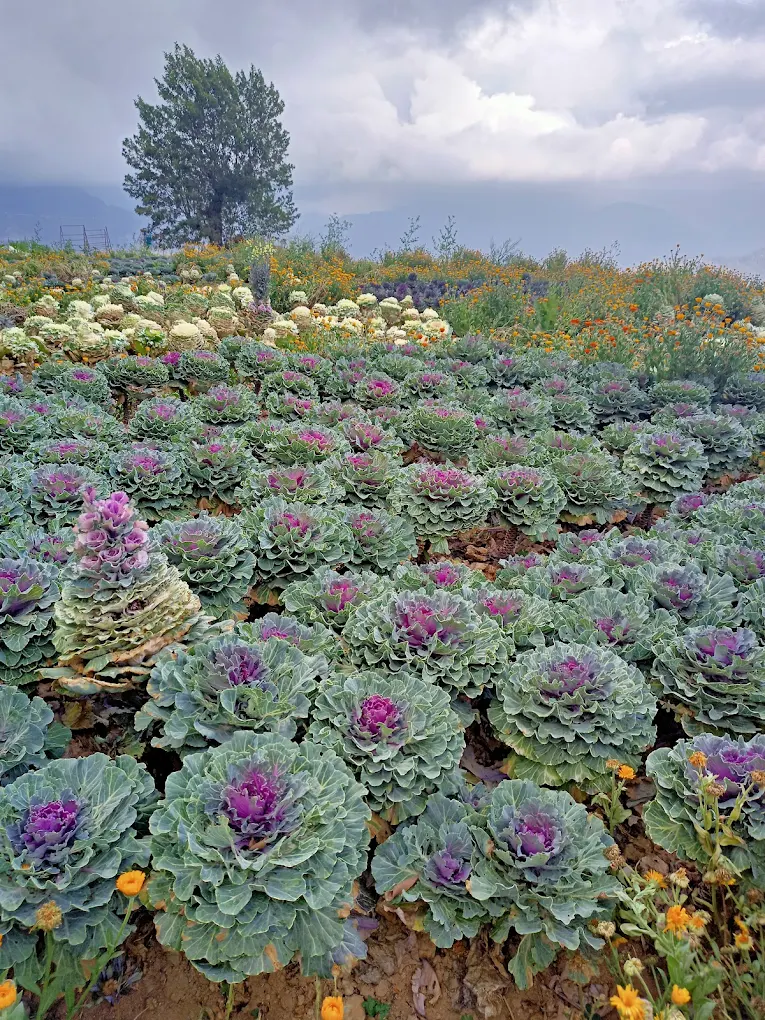 Nothern Blossom - Image 2