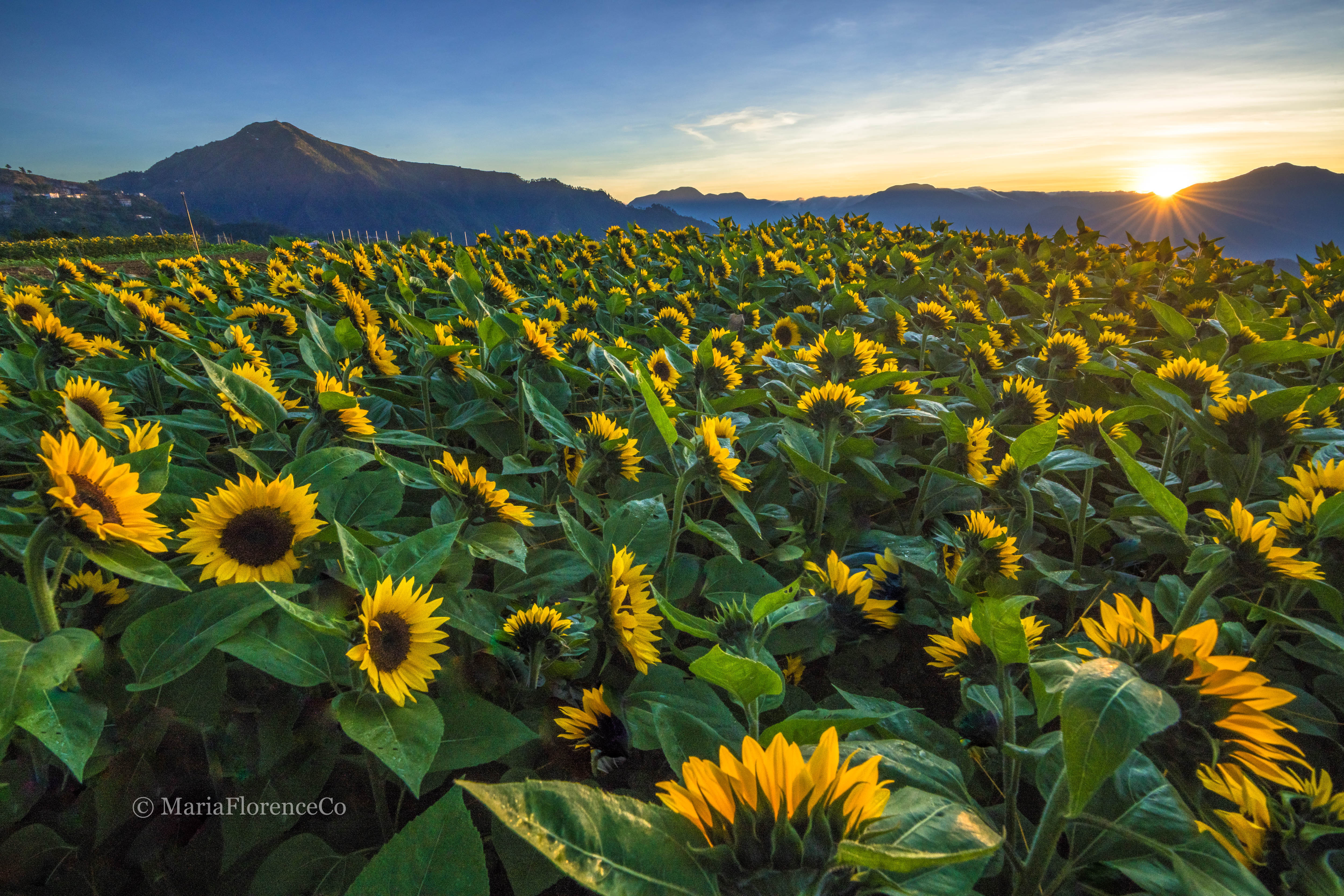 NORTHERN BLOSSOM FLOWER FARM - Image 2