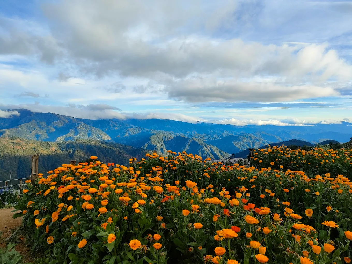 Nothern Blossom - Image 3