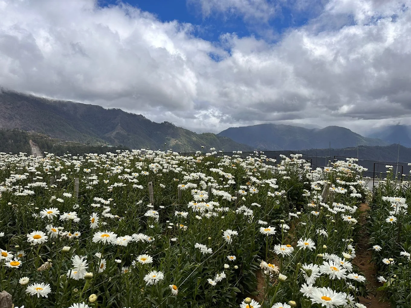 Nothern Blossom - Image 4