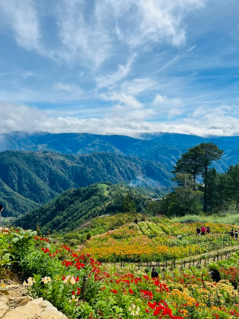 Nothern Blossom - Image 5